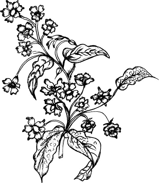 线描植物矢量素材