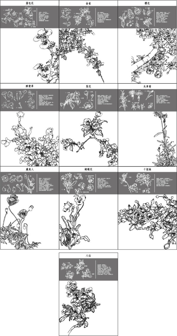 中国工笔画图谱矢量素材31~40