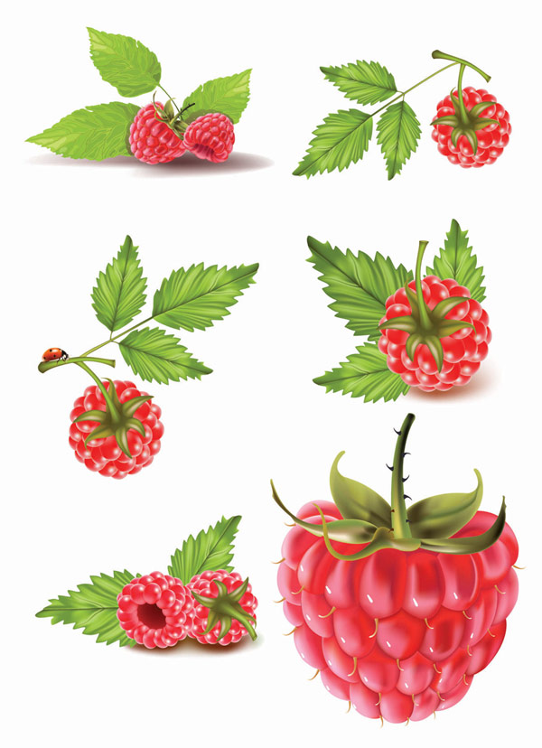 红莓矢量素材