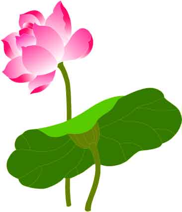 荷花矢量素材