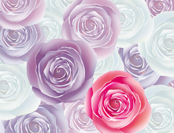 Beautiful roses 01 - vector material