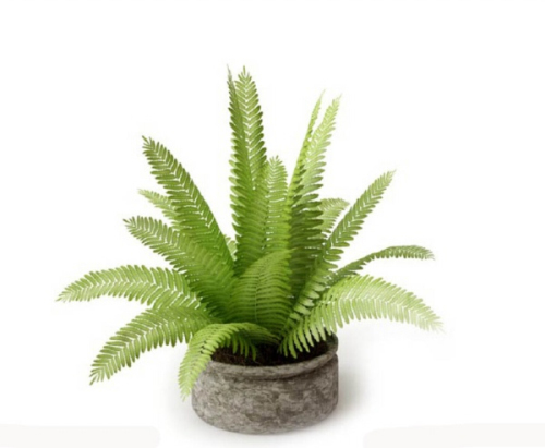 Indoor potted shrubs 3D model