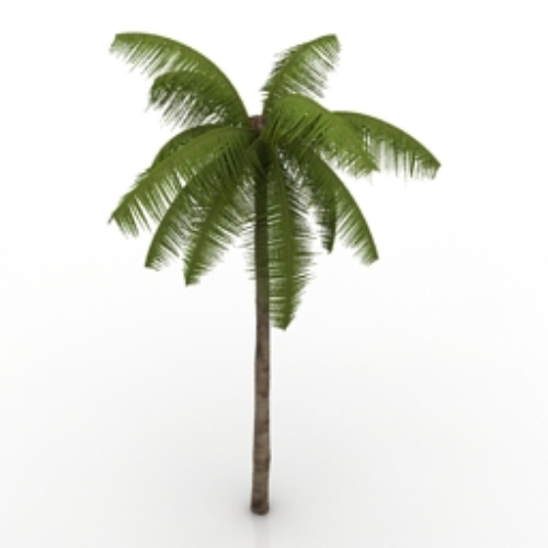 beach coconut model