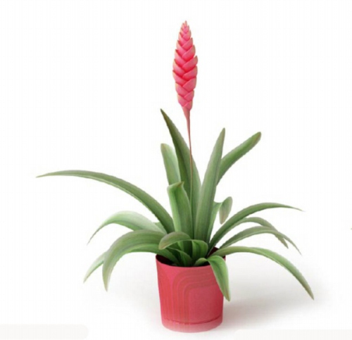 Pot 3D plant model