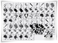 High-resolution fingerprint, palm-prints, fingerprints, shoe